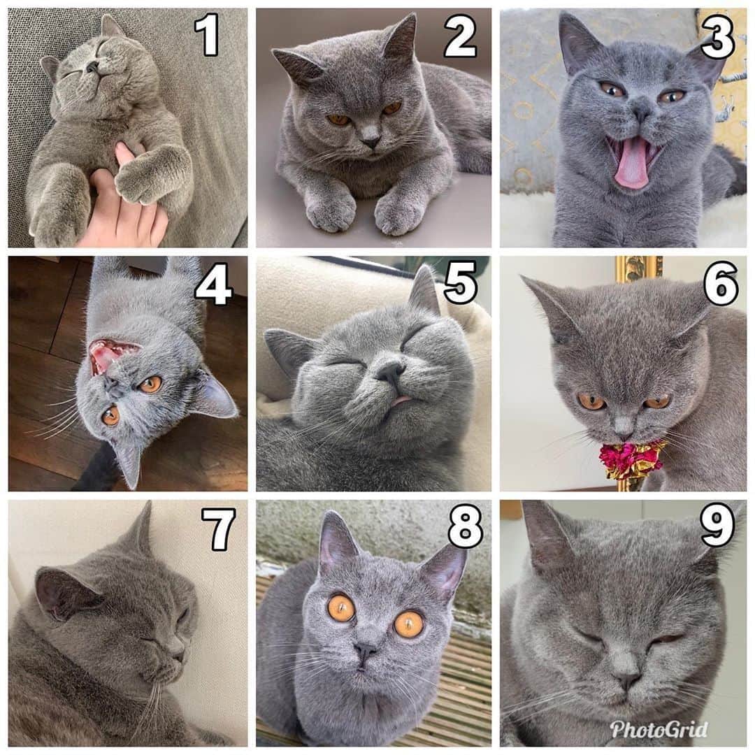 Aww Clubさんのインスタグラム写真 - (Aww ClubInstagram)「Which Molly are you today?⠀ ⠀ 📷@molly_britishshorthair⠀ ⠀ #meowed #molly #britishshorthair #mood」6月30日 10時00分 - meowed