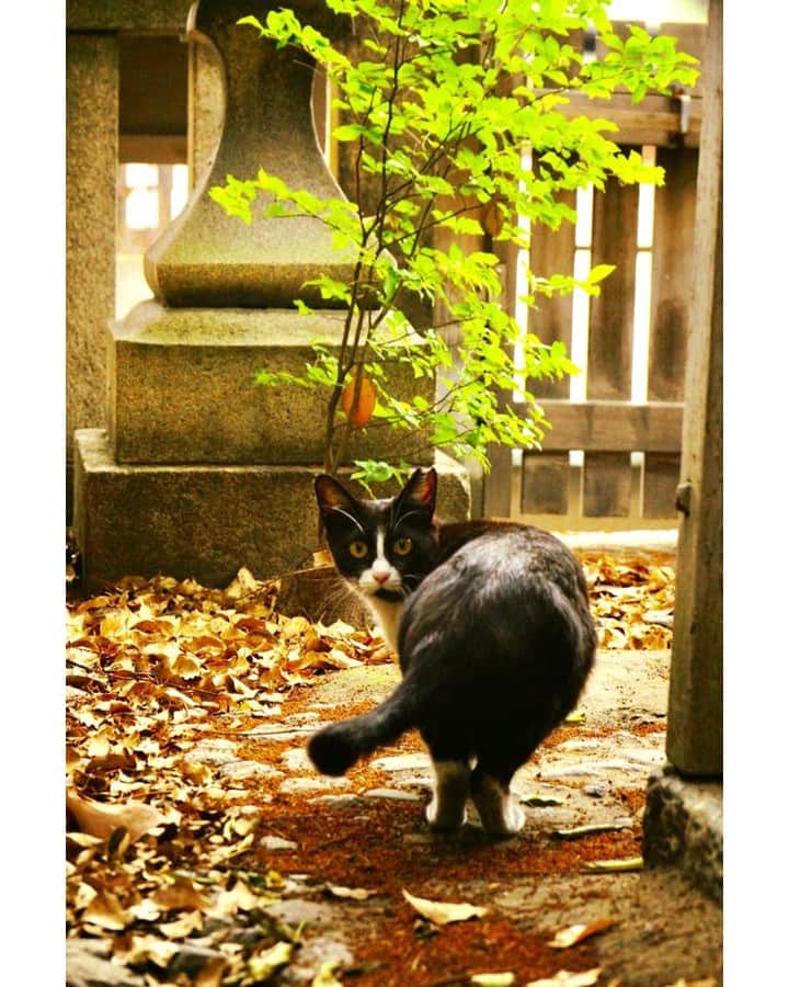 NEKOくらぶさんのインスタグラム写真 - (NEKOくらぶInstagram)「|| 見返りニャンコ⠀ *⠀ Facebookから、Kunio Abeさんの作品ですにゃ（＝ΦωΦ＝）⠀ *⠀ 投稿いただいたURL⠀ https://www.facebook.com/photo.php?fbid=1819917754775234⠀ *⠀ いいね！＆コメント大歓迎！！⠀ *⠀ #nekoclub #NEKOくらぶ #Japan #Photo #写真 #日本 #cat #ネコ #ねこ #猫 ⠀ Follow: @nekoclub_jpn⠀ *⠀ ▼【廣済堂出版共同企画】NEKOくらぶの皆さまとつくる「NEKOくらぶ写真集」、発売中♪（＝ΦωΦ＝）⠀ ※詳細は本アカウント「 @nekoclub_jpn 」のプロフィールに固定しているハイライトから」6月30日 10時00分 - nekoclub_jpn