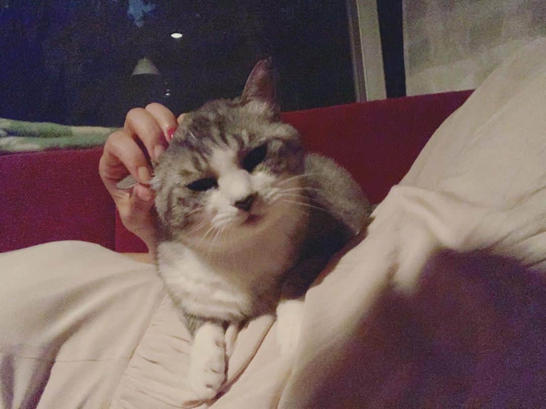 坂本美雨さんのインスタグラム写真 - (坂本美雨Instagram)「おなかあっためられて眠ってた #cat #サバ美」6月30日 9時53分 - miu_sakamoto