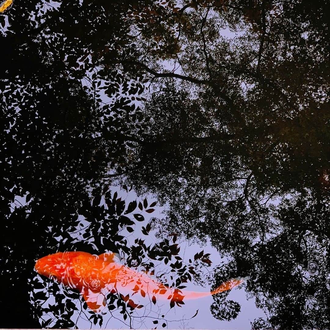 National Geographic Travelさんのインスタグラム写真 - (National Geographic TravelInstagram)「Photo by David Guttenfelder @dguttenfelder | A goldfish swims in a pool at Tokyo’s Nezu Garden—one of many sublime reminders of the past, beautifully preserved cultural traditions, and hidden serene spaces found across the capital city. For more Tokyo photos and video, please follow me, @dguttenfelder.」6月30日 10時04分 - natgeotravel