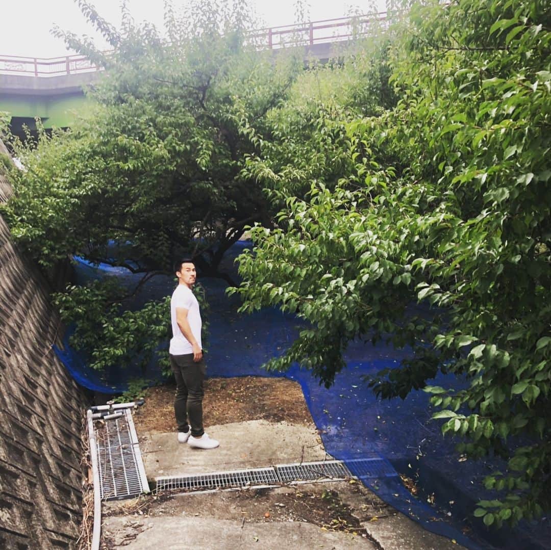 岡崎慎司のインスタグラム：「父さんの実家の和歌山に四年ぶりに帰りました。 昔から父さんの実家が梅の生産をしていて今回は体験してきました。 昔から父さんのお兄さんが梅を送ってきてくれていて僕のパワーの源でもあり、今回体験できて良かったです。 和歌山に来ると静かでゆっくりできるなー。 親戚とも久しぶりに会えて昔を思い出しました。 #紀州南高梅#岡崎の梅#俺的パワースポット#梅ジュース5杯飲んだ#御墓参り#白浜で一泊#和歌山弁落ち着く」