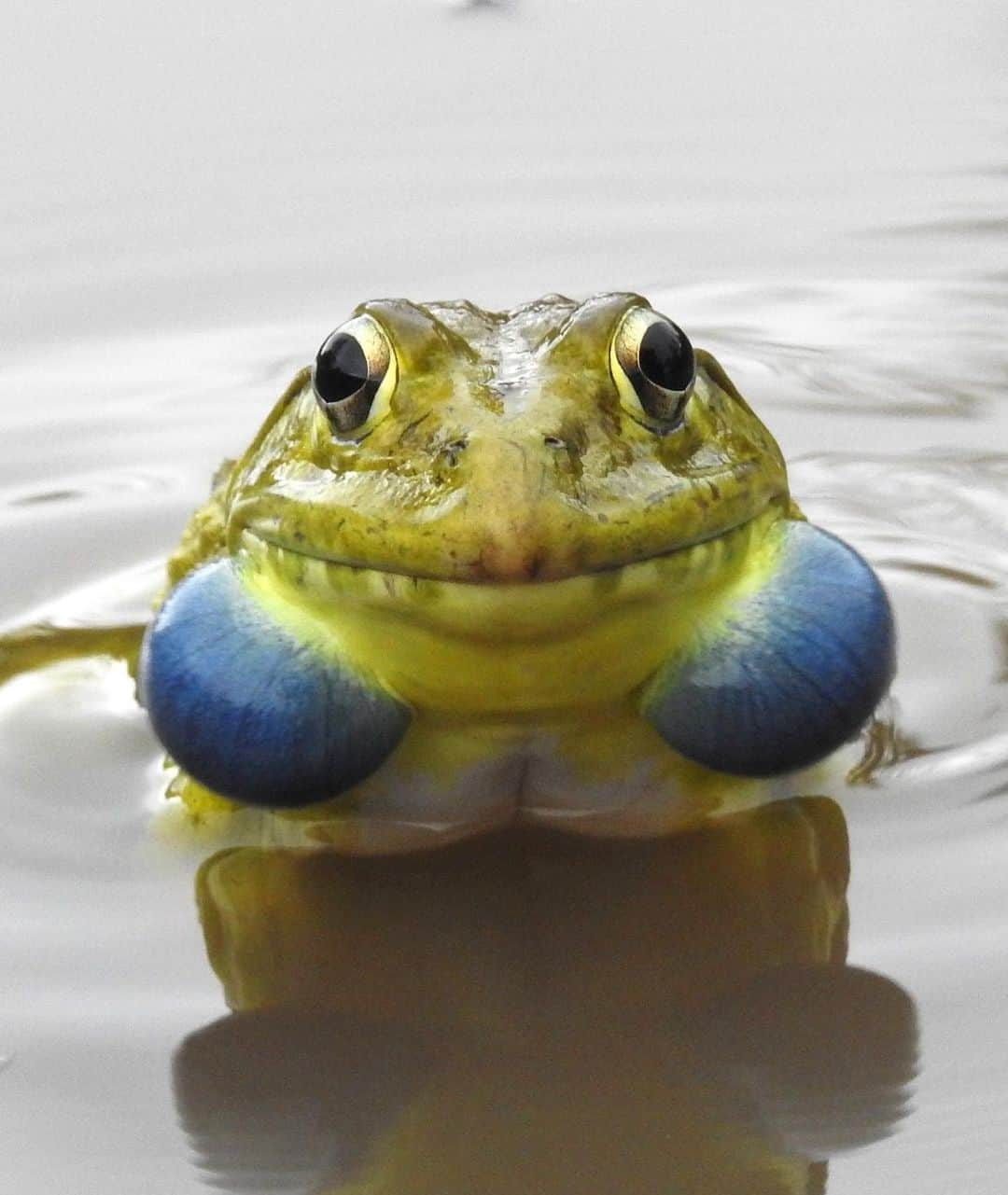 アメリカ自然史博物館さんのインスタグラム写真 - (アメリカ自然史博物館Instagram)「Say “hi” to the Indian bullfrog (Hoplobatrachus tigerinus)! In addition to India, this semiaquatic frog might be spotted in Afghanistan, Bangladesh, and Myanmar. It’s on the larger end, growing up to 7 inches (17.8 centimeters) with a weight of around 1.3 pounds (0.59 kilograms). It isn’t a picky eater and pounces on a variety of critters including insects, earthworms, mice, and even small birds. During breeding season, males turn from an olive green color to a brighter yellow color with contrasting blue vocal sacs; females remain olive green. Photo: Dr. Raju Kasambe」6月30日 11時14分 - amnh