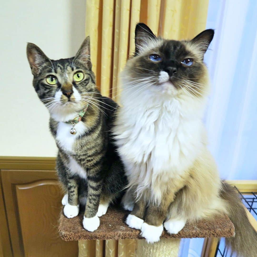 takegaeruのインスタグラム：「キャットタワーにお揃いさん 夏場はあまりくっつかないので、こういうショット嬉しい😃📸 #cat #猫 #ragdoll #ラグドール #ホワイトポッチーズ #よもねこ #よもぎねこ #キジトラ #きじとら」