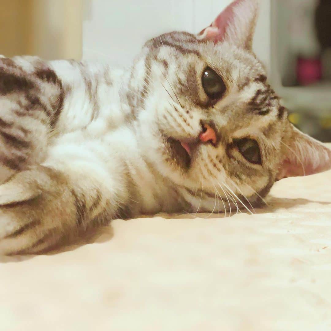 ルフさんのインスタグラム写真 - (ルフInstagram)「#luhu:"i m waiting mom open #meatcans for me !" - - #cat #cute #catsofinstagram #angel #adorable #lovely #sadcat」6月30日 12時10分 - lanlan731