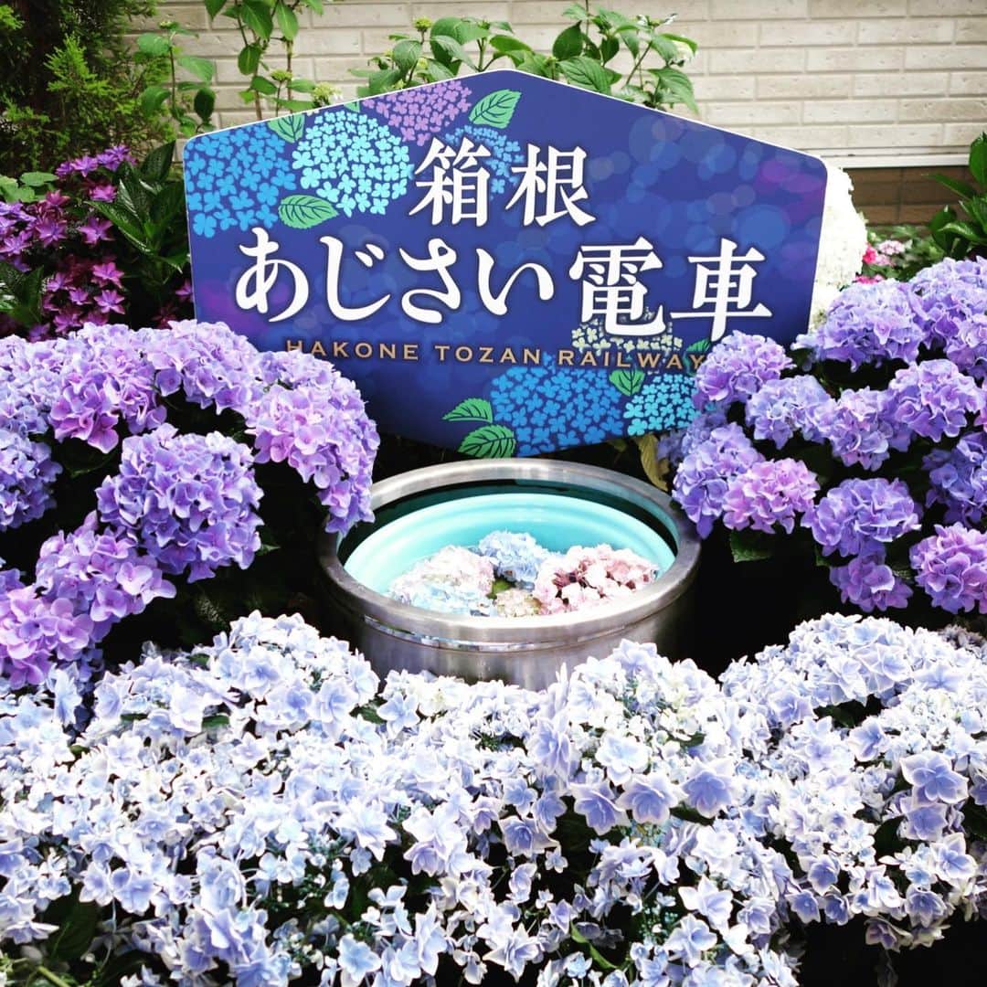 のインスタグラム：「6月も残り1日、気が付けば今年の半分を過ぎようとしています。  箱根の紫陽花も満開！ 登山鉄道から見える色とりどりの紫陽花は、箱根の山々や皆さまの旅の思い出を彩ります。  夜の登山鉄道、紫陽花のライトアップは7月7日(日)まで実施中。 紫陽花、温泉、会席を愉しむ箱根旅もオススメです。  皆さまのご来館を心よりお待ちしております。 --------------- 四季を愉しむ貸切温泉 ゆとりろ庵 TEL:0570-783-244 --------------- #ゆとりろ庵 #ゆとりろ #箱根強羅 #四季を愉しむ貸切温泉 #箱根 #箱根旅行 #箱根旅 #家族旅行 #カップル #ひとり旅 #温泉 #紫陽花 #箱根登山鉄道 #あじさい電車 #hakone #japantrip #hakoneonsen #onsen #yutoreloan #yutorelo #hakonetrip #hydrangea #ajisai #ryokan #hakonetozantrain #hakonetozanrailway #hydrangeatrain」