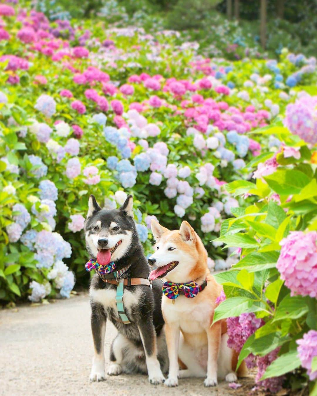 柴犬 けんしろう ゆりあさんのインスタグラム写真 - (柴犬 けんしろう ゆりあInstagram)「🐶💜🐶 . しっとり梅雨空☂️ 6月も今日でおしまい。 . 6月は仕事に追われあっという間で.. けんゆりとお花写んぽが全然できなかった😭 行きたいと思っていた紫陽花の名所に 7月入って行けるといいなぁ〜。 . こちらは去年の紫陽花photo📷 パステルカラーに染まった斜面が 素晴らしかったおもひで☺️💜 . . Location: #服部農園あじさい屋敷」6月30日 17時54分 - nerishiro