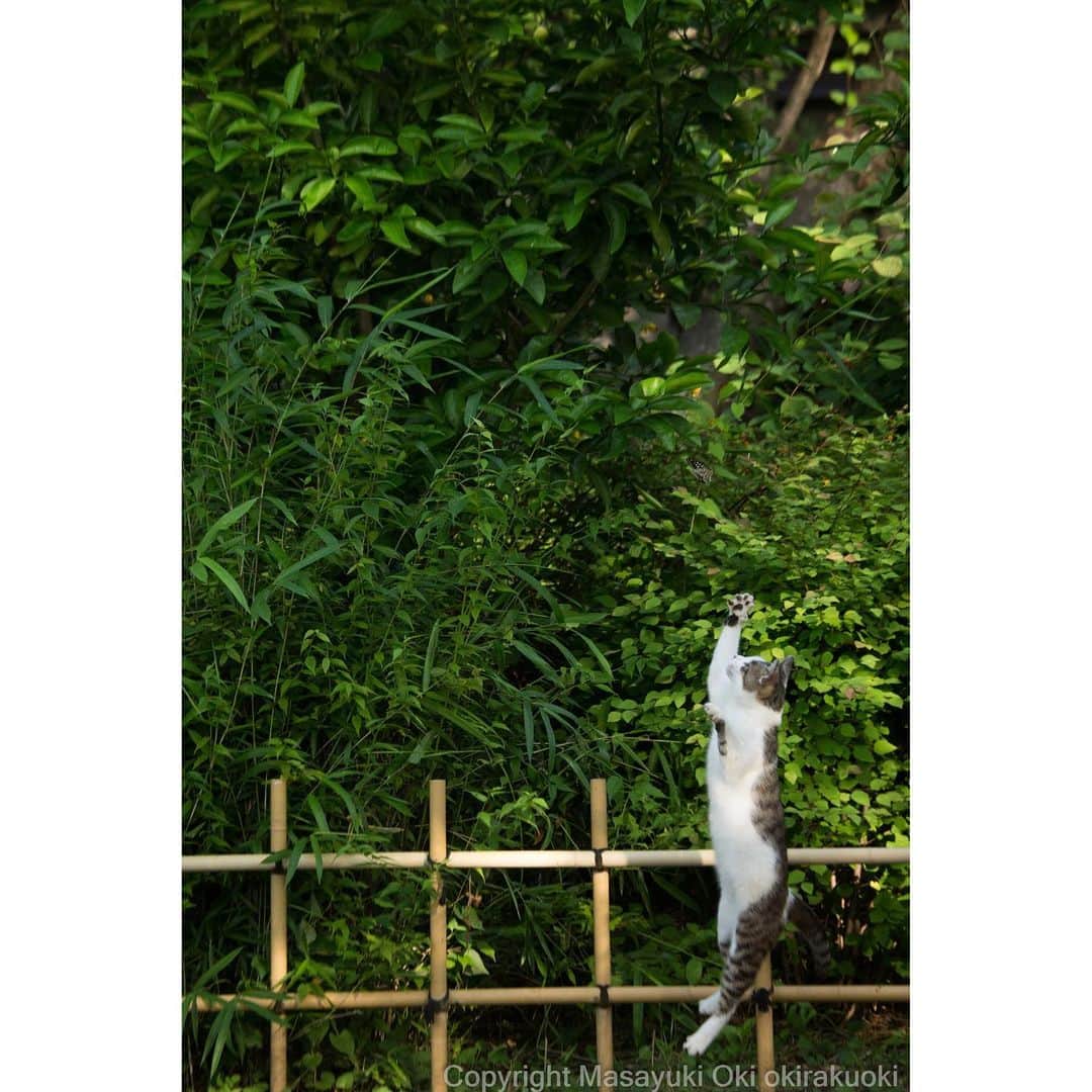 Masayukiさんのインスタグラム写真 - (MasayukiInstagram)「ジャンピングキャッチ。  #cat #ねこ」6月30日 12時52分 - okirakuoki