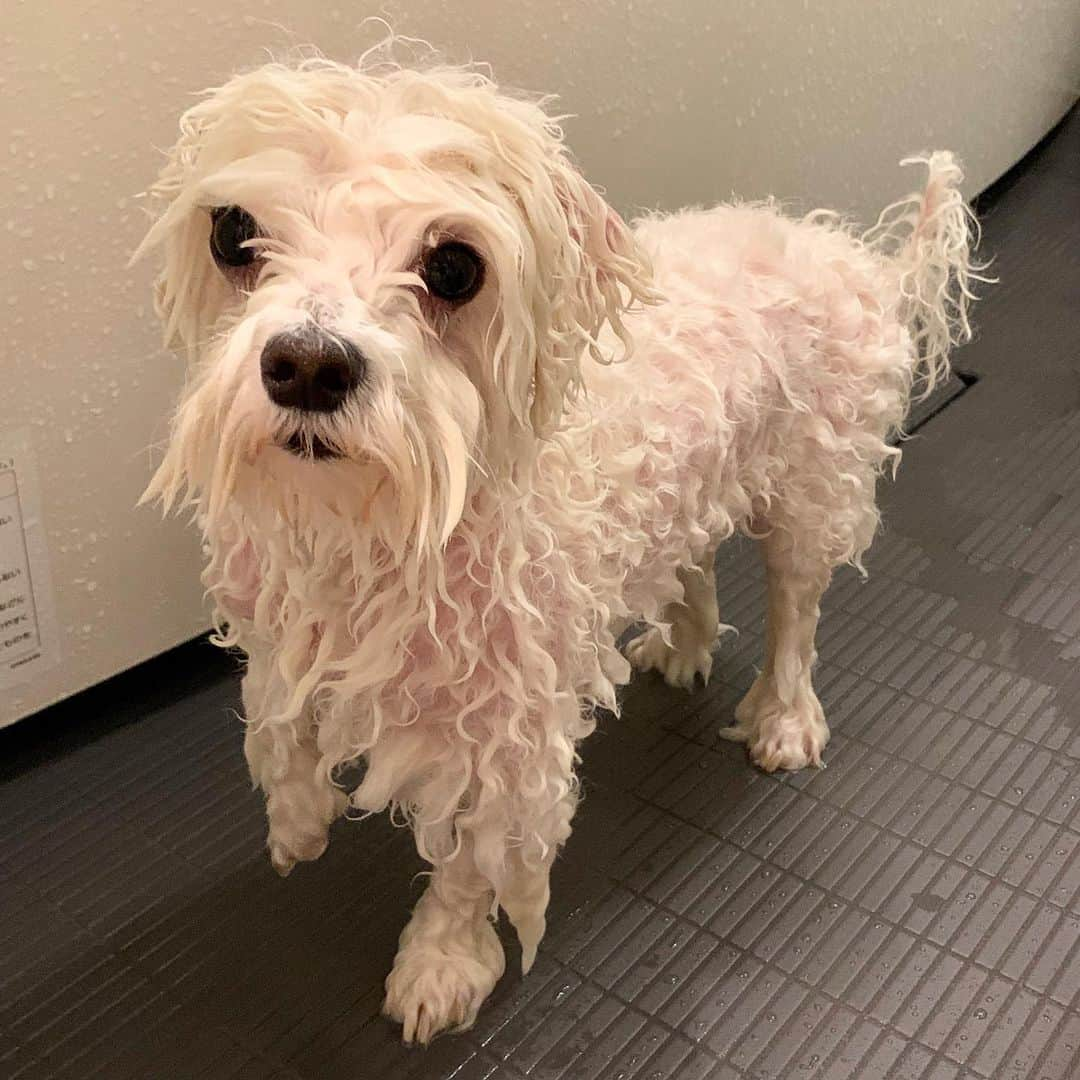 セロリさんのインスタグラム写真 - (セロリInstagram)「【酸味増し増し】 梅雨の湿度の高さでいくらが酸っぱい。 お風呂に入ってもらいました。 そして、先日今年初めてのスイカ🍉を食べました。 スイカ大好きなようです。 #maltese #マルチーズ #お風呂 #ドライヤー嫌い #スイカ #watermelon #malteseofinstagram #maltese101 #malteser #malteseofficial #maltesedog #dog #instadog #dogstagram #dogoftheday #doglovers #instapet #adorable #ilovemydog  #ペット #わんこ #ふわもこ部 #犬のいる暮らし #いぬら部  #いぬすたぐらむ」6月30日 13時02分 - celeryrabbit