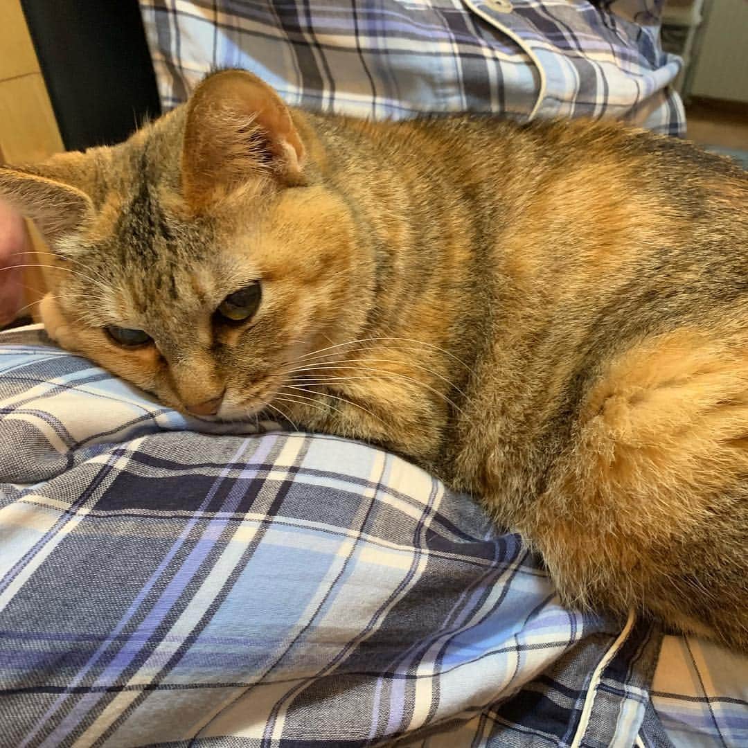 野間美由紀のインスタグラム：「まだパジャマの夫の上から動かないチャイ😺」