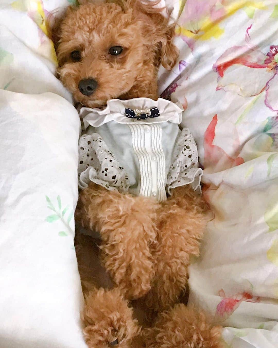 渡辺美奈代さんのインスタグラム写真 - (渡辺美奈代Instagram)「マミーしゃん！お昼寝するねっ😊  #トイプードル #トイプードル愛犬」6月30日 13時09分 - watanabe_minayo