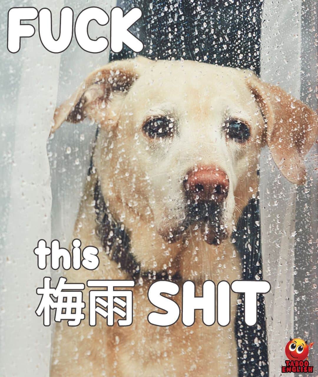 Taboo English®さんのインスタグラム写真 - (Taboo English®Instagram)「How we feel in Japan today 🇯🇵 🌧 • • • • #fuckthisweather #梅雨 #もうイヤ #saddog #rain #fuckthisshit #天気 #wannagoplay #eatadick」6月30日 13時27分 - tabooenglish