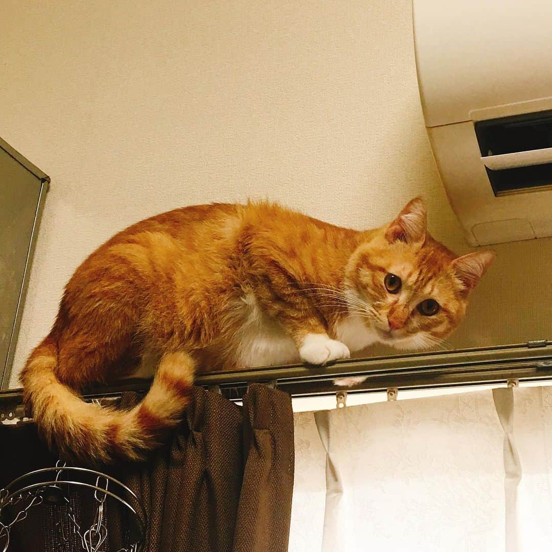 金巻ともこさんのインスタグラム写真 - (金巻ともこInstagram)「カーテンレールはキャットウォーク #kurohakuchai #tabby #orangetabby #cat #猫 #茶トラ」6月30日 13時37分 - tomotomoco