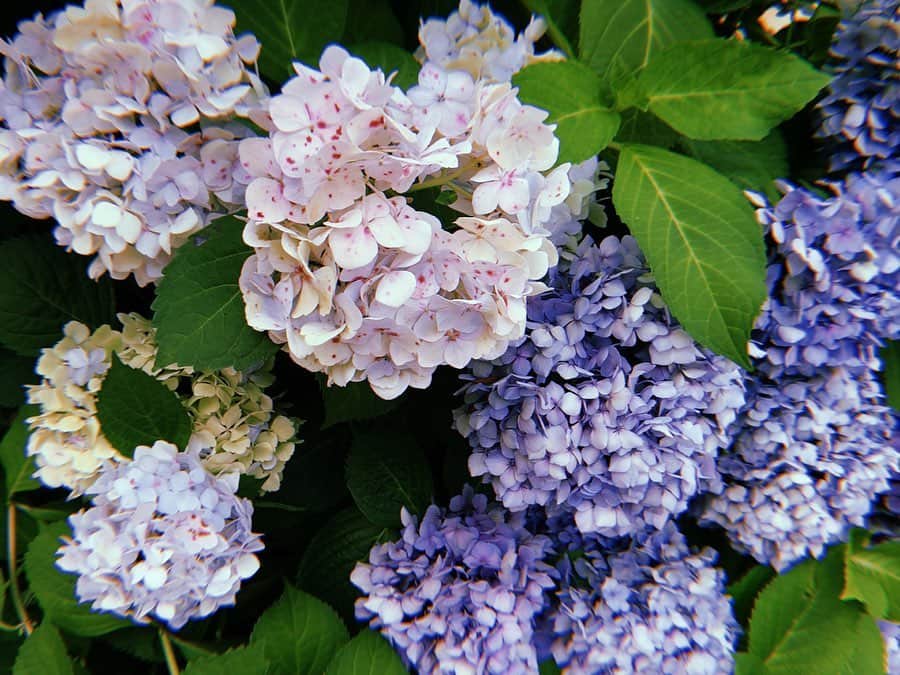 くりかさんのインスタグラム写真 - (くりかInstagram)「#紫陽花 を見る度目に焼き付けたくなる、ピンクのちょぼちょぼかわいいなぁ。💕 #くぅすたぐらむ #flower #散歩  #あゆみくりかまき #あゆくま」6月30日 13時38分 - kurika_ayumikurikamaki