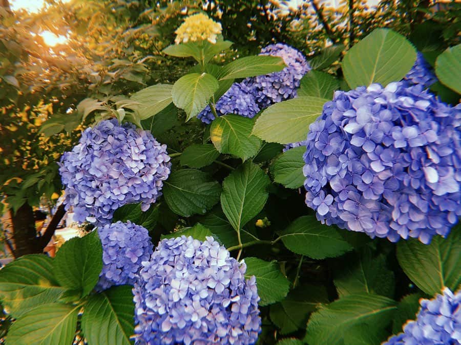 くりかさんのインスタグラム写真 - (くりかInstagram)「#紫陽花 を見る度目に焼き付けたくなる、ピンクのちょぼちょぼかわいいなぁ。💕 #くぅすたぐらむ #flower #散歩  #あゆみくりかまき #あゆくま」6月30日 13時38分 - kurika_ayumikurikamaki