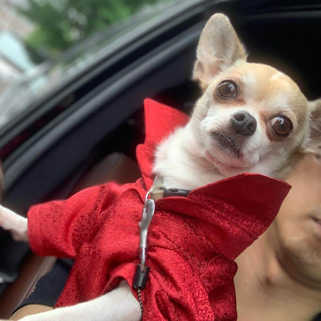 紋次郎さんのインスタグラム写真 - (紋次郎Instagram)「Happy Sunday !  雨止んだ😊  #dog#dogstagram#instadog#chihuahua#barkbox#mydogiscutest#buzzfeed#dog_features#fluffypack#barkpack#dogsofinstaworld#dogsofinstagram#犬#チワワ#手作り#handmade#着物#fashion#紋次郎一家#チーム茶#ふわもこ部#igersjp#peco犬部#dogsofinstagram#dogfashion#excellent_dogs」6月30日 13時46分 - montjiro