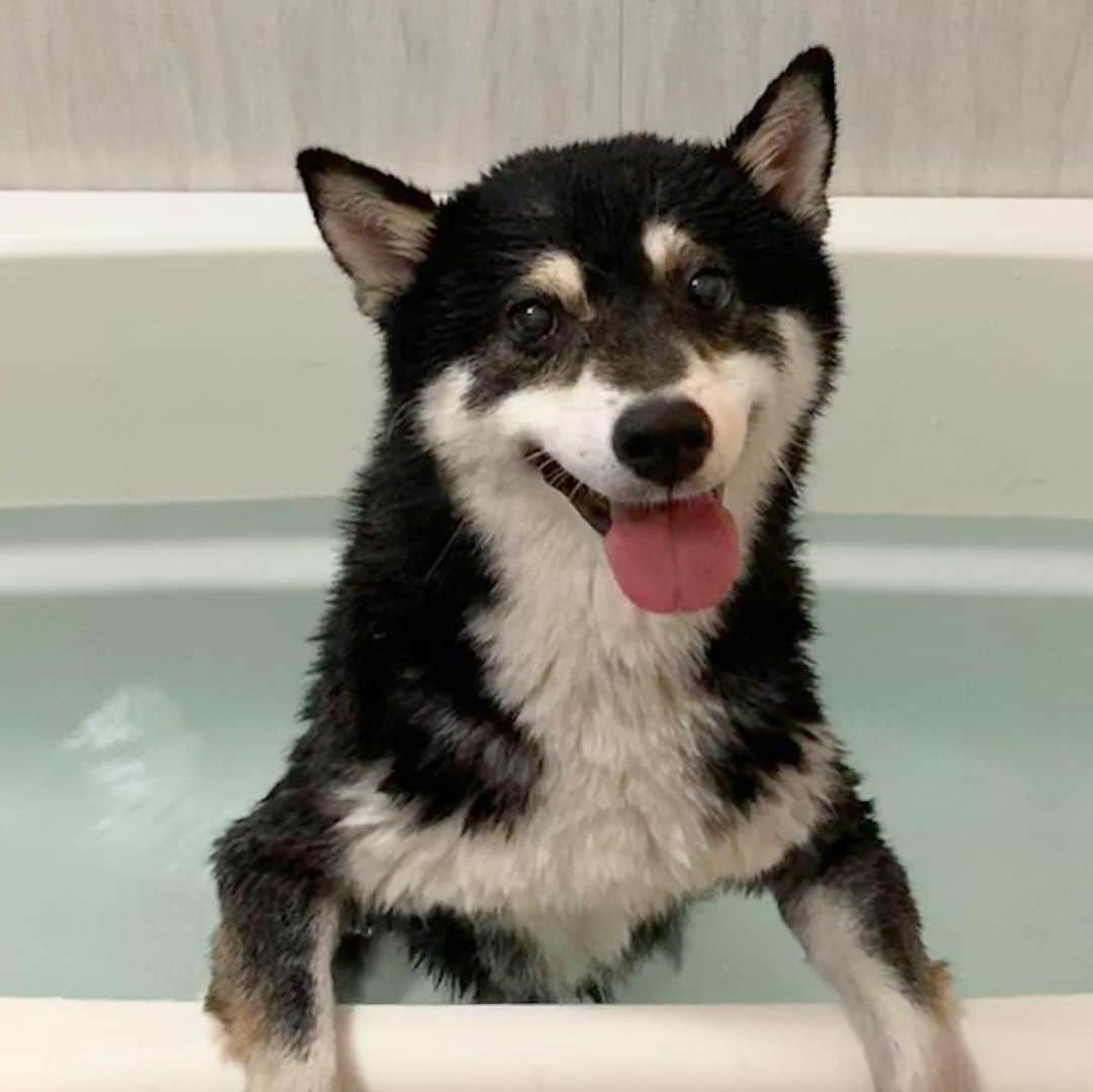 くろさんのインスタグラム写真 - (くろInstagram)「お風呂いれられましてん♨️ #お風呂犬 #湯船犬 #kuroshiba #blackshiba #shibainu #shibastagram #instadog #dogstagram #しばいぬ #くろしば #柴 #柴犬 #黒柴 #日本犬 #癒し犬 #いぬら部 #ふわもこ部 #ふわもこ部ワンコ #ふわもこ部わんこ #モフモフ生命体 #犬のいる暮らし #犬のいる生活 #わんこと一緒 #わんこのいる生活 #柴犬と一緒 #柴犬のいる暮らし #柴犬のいる生活 #わんダフォ #わんだふるjapan #♨️」6月30日 13時40分 - m6bmw