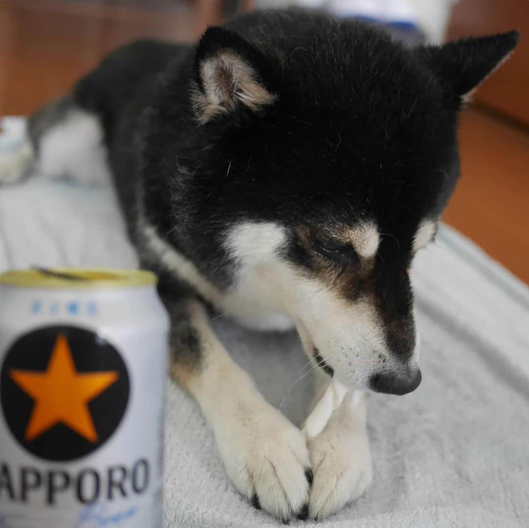 くろさんのインスタグラム写真 - (くろInstagram)「お風呂いれられましてん♨️ #お風呂犬 #湯船犬 #kuroshiba #blackshiba #shibainu #shibastagram #instadog #dogstagram #しばいぬ #くろしば #柴 #柴犬 #黒柴 #日本犬 #癒し犬 #いぬら部 #ふわもこ部 #ふわもこ部ワンコ #ふわもこ部わんこ #モフモフ生命体 #犬のいる暮らし #犬のいる生活 #わんこと一緒 #わんこのいる生活 #柴犬と一緒 #柴犬のいる暮らし #柴犬のいる生活 #わんダフォ #わんだふるjapan #♨️」6月30日 13時40分 - m6bmw