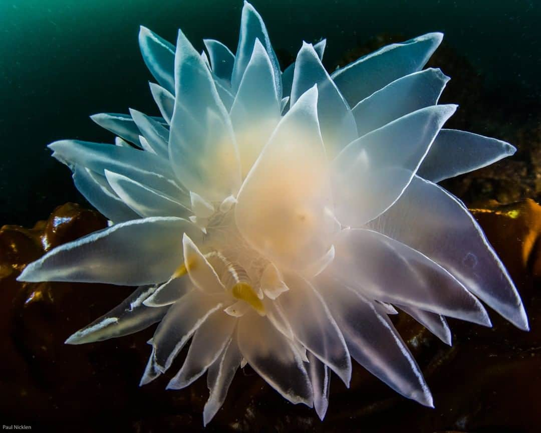 ナショナルジオグラフィックさんのインスタグラム写真 - (ナショナルジオグラフィックInstagram)「Photograph by Paul Nicklen @PaulNicklen | While diving along the northern shores of Vancouver Island, British Columbia, I found a large aggregation of these gorgeous alabaster nudibranchs. These ethereal and ghost-like creatures are actually sea slugs—members of a large group of marine invertebrates.  With @CristinaMittermeier for @SeaLegacy. For more life beneath the surface, #FollowMe at @PaulNicklen.」6月30日 14時38分 - natgeo