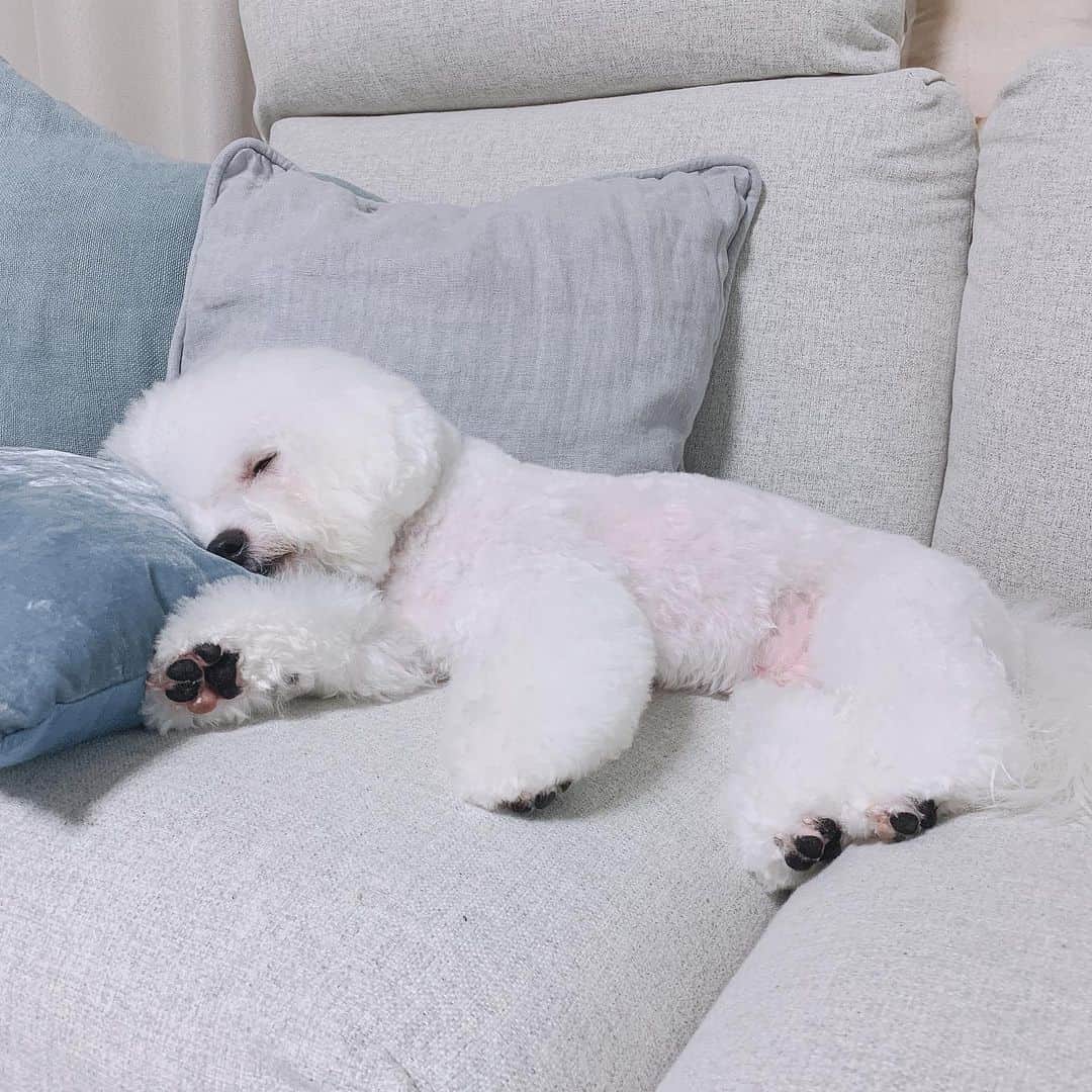 関根理紗さんのインスタグラム写真 - (関根理紗Instagram)「こう比べるとよくわかる。 白い犬はケアちゃんとしないとだから大変だよね。 でも白くなると気持ちいい笑  疲れたみたいでねました笑」6月30日 14時41分 - sekine.risa