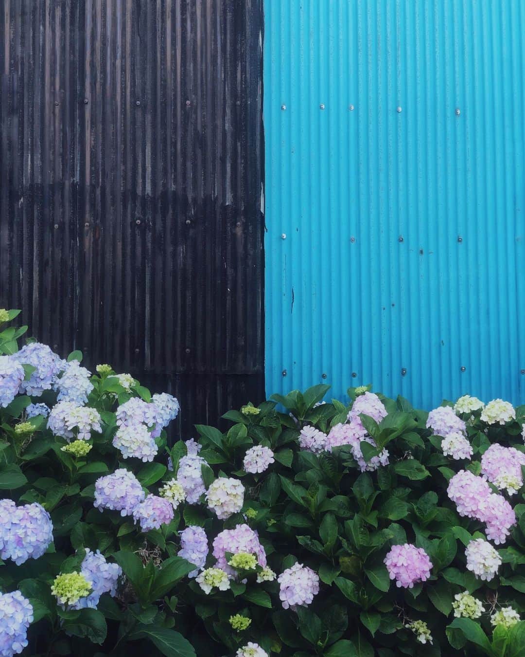 sunday_722のインスタグラム：「*﻿ *﻿ 紫陽花が咲く(2)﻿ 私だけが知ってる﻿ 秘密の場所﻿ ﻿ 私だけの壁﻿ ﻿ *﻿ Device:iPhoneX﻿ Apps:Snapseed/VSCO﻿ *﻿ #mwjp﻿ #igersjp﻿ #ShotOniPhone﻿ #ShotOniPhoneX﻿ #streetphotography﻿ #紫陽花﻿ #hydrangea﻿ #refrection﻿ #ink361_asia﻿ #ig_photooftheday ﻿ #fukuokapics﻿ #indies_gram ﻿ #tv_pointofview﻿ #gominimalmag﻿﻿ #ザ壁部﻿ #トタニズム﻿ #vimptfreeprint﻿ #raw_mobile﻿ #as_archive﻿ #indies_gram﻿ #streetdreamsmag﻿ #grryo #youmobile ﻿﻿ #vsco﻿ #raw_mobile」