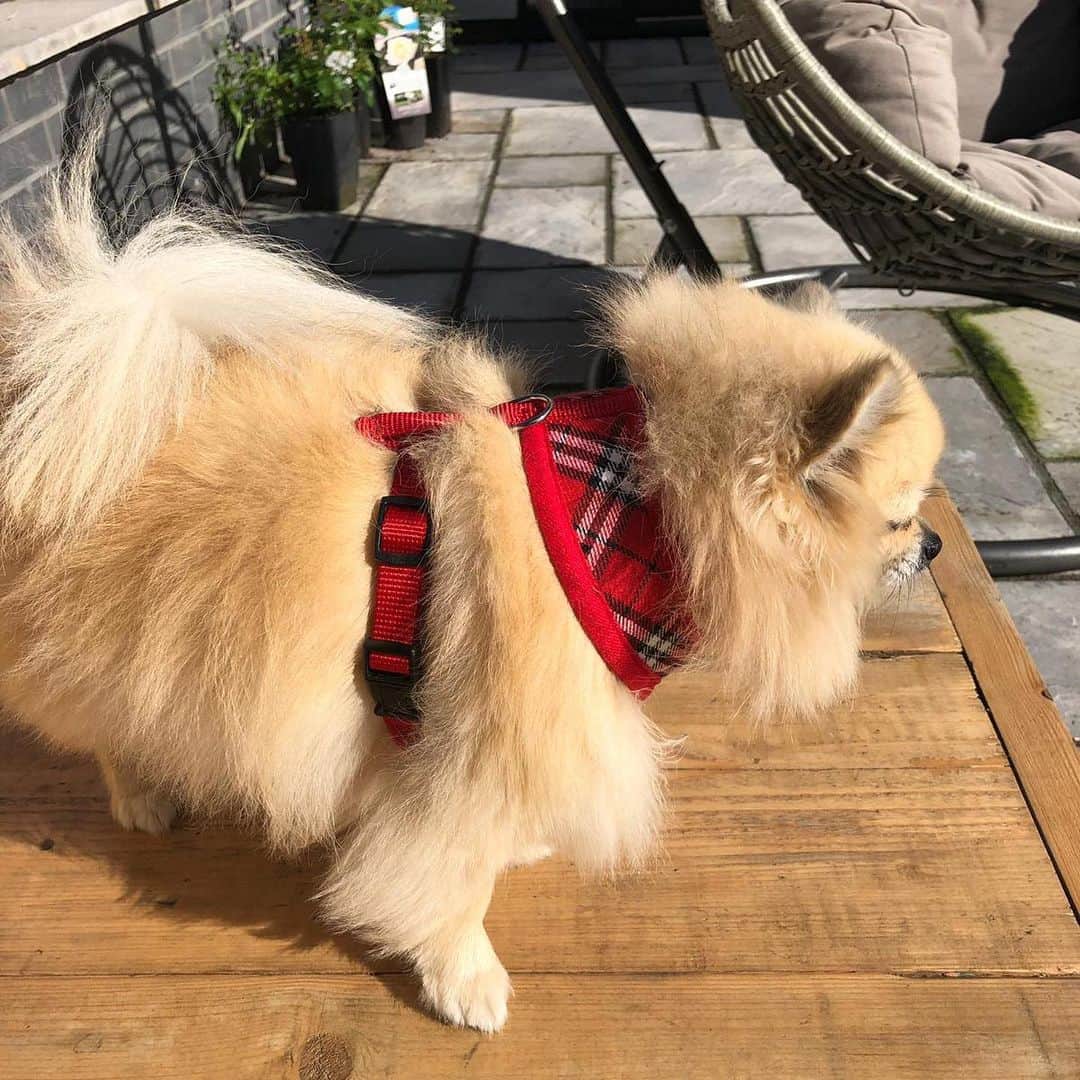 Aka SCUBA CHARLOTTEさんのインスタグラム写真 - (Aka SCUBA CHARLOTTEInstagram)「She is so beautiful 😍 Miss her perfect face. Not long until we can have cuddles ❤️ Baby wants to thank @nathanhgshore for her new harness gifted from @buddyandme 🐶 guys I’ve saw a lot of well reminded tweets this morning as the weather is changing just remember dogs can die within 15 mins of having a heat stroke. Take extra care in the heat 🥵☀️」6月30日 15時01分 - charlottegshore