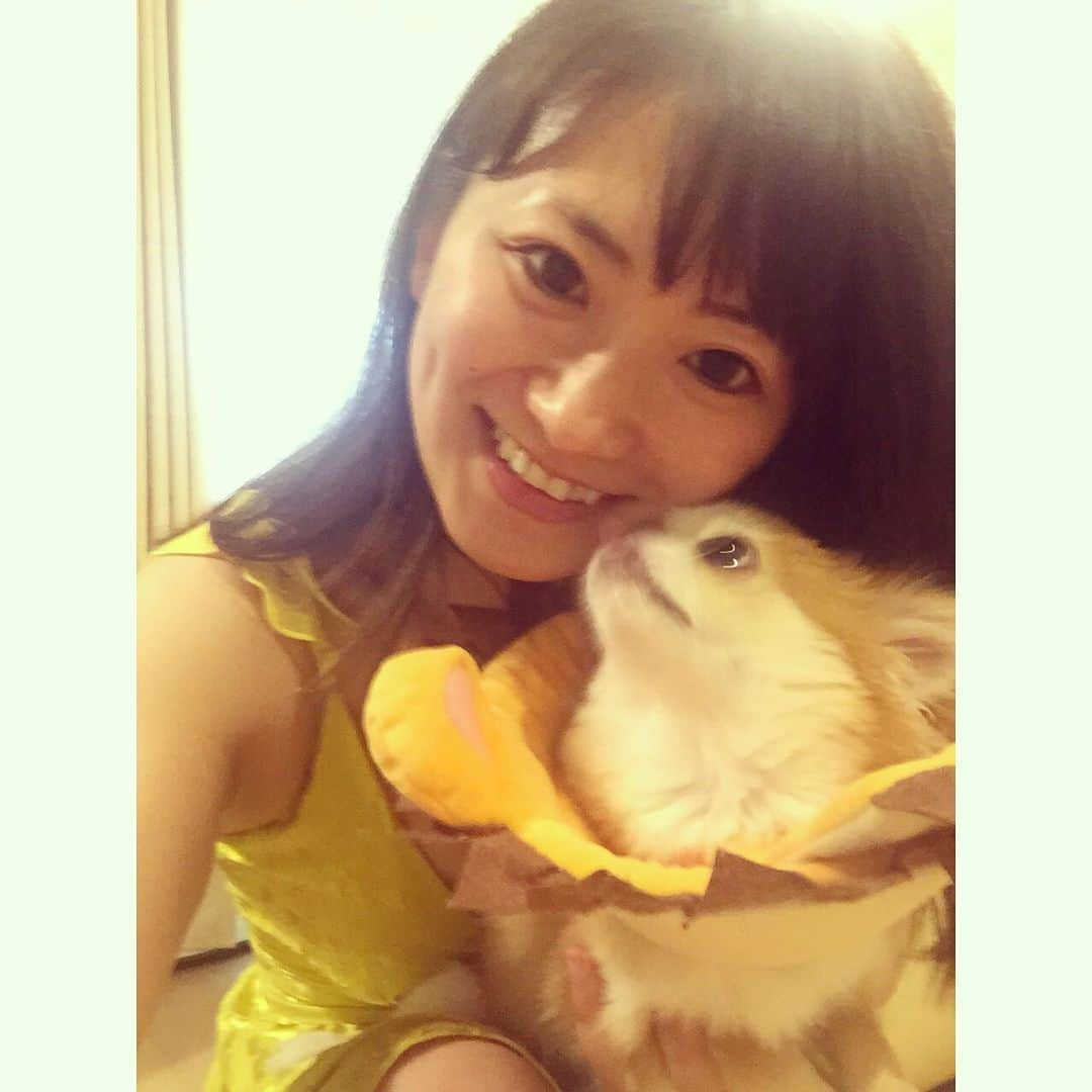 香西咲さんのインスタグラム写真 - (香西咲Instagram)「レオちゃん🦁💕あと2日で10ヶ月✨ すっかり大人になりました〜⁽⁽ ◟(灬 ˊωˋ 灬)◞ ⁾⁾❣️ #家族 #family #ちわすたぐらむ #ぺきすたぐらむ #leo  #いぬすたぐらむ #Leostagram #れおすたぐらむ #表情豊か #顔芸 #芸達者 #ペキニーズ #pekingese  #宮廷獅子狗 #北京犬  #京巴  #チワワ #chihuahua #mix犬 #ペキチワ #ペキチー #チワペキ #犬のいる生活 #犬のしつけ #犬の動画  #犬の服 #男の子」6月30日 15時18分 - saki.kouzai