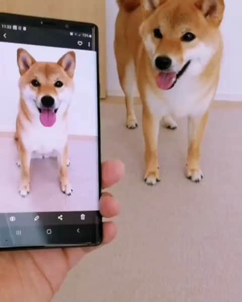 DogsOf Instagramのインスタグラム：「“Can you imitate the picture?” writes @shibakoma  #dogsofinstagram」