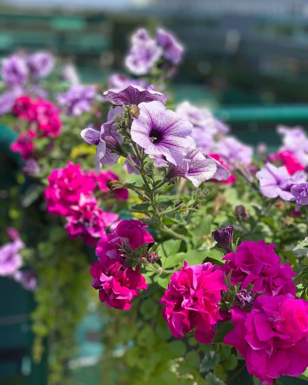 森上亜希子さんのインスタグラム写真 - (森上亜希子Instagram)「ウィンブルドンと言えばウィンブルドンカラーの紫や白を基調とした色のお花が至る所にあります！  1番コートの壁にもお花が！  やっぱりウィンブルドンの雰囲気は大好きだなぁ。  #wimbledon #ウィンブルドン #ウィンブルドンカラー #お花 #素敵 #ペチュニア #アイビーゼラニウム #あじさい #nhk #解説 #tennis #テニス #tennisplayer」7月1日 1時53分 - akiko_morigami