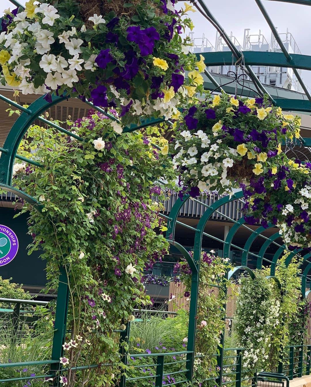 森上亜希子さんのインスタグラム写真 - (森上亜希子Instagram)「ウィンブルドンと言えばウィンブルドンカラーの紫や白を基調とした色のお花が至る所にあります！  1番コートの壁にもお花が！  やっぱりウィンブルドンの雰囲気は大好きだなぁ。  #wimbledon #ウィンブルドン #ウィンブルドンカラー #お花 #素敵 #ペチュニア #アイビーゼラニウム #あじさい #nhk #解説 #tennis #テニス #tennisplayer」7月1日 1時53分 - akiko_morigami