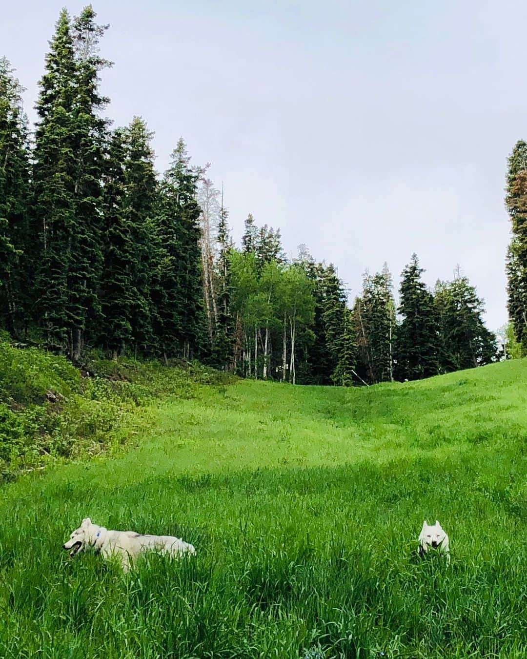 ケン・ブロックさんのインスタグラム写真 - (ケン・ブロックInstagram)「Bentley and Yuki on the snow-less slopes of Park City Mountain Resort most likely wondering where all the white fluffy stuff they love went. Ha. #BentleyChickenFingersBlock #YukiTheDestroyer」7月1日 1時57分 - kblock43