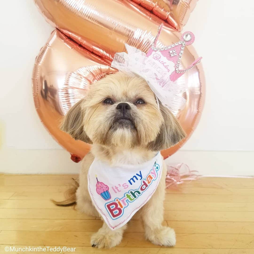 Original Teddy Bear Dogさんのインスタグラム写真 - (Original Teddy Bear DogInstagram)「It's my 8th birthday today! 😀🎉🎂🎁🎈 #NakeyMunchkin」7月1日 2時18分 - munchkintheteddybear