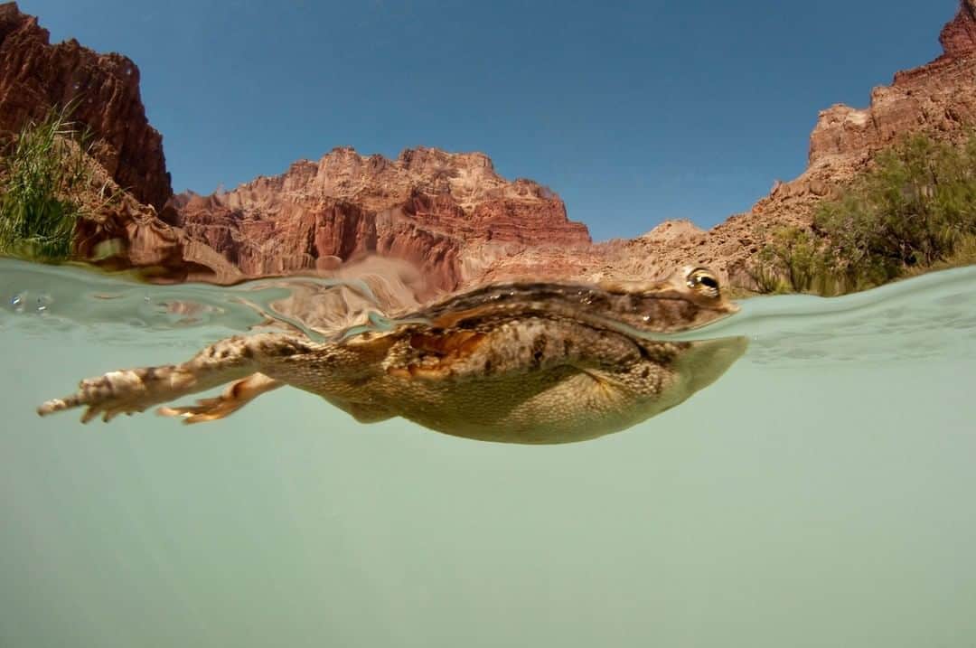 ナショナルジオグラフィックさんのインスタグラム写真 - (ナショナルジオグラフィックInstagram)「Photo by Pete McBride @pedromcbride | Life aquatic: A Rocky Mountain toad glides down the Little Colorado River like a queen, one of nine amphibian species that live in Grand Canyon National Park. To see more of this river follow @pedromcbride #Wildlife #GrandCanyon #BetweenRiverandRim #nature #summer」7月1日 2時42分 - natgeo