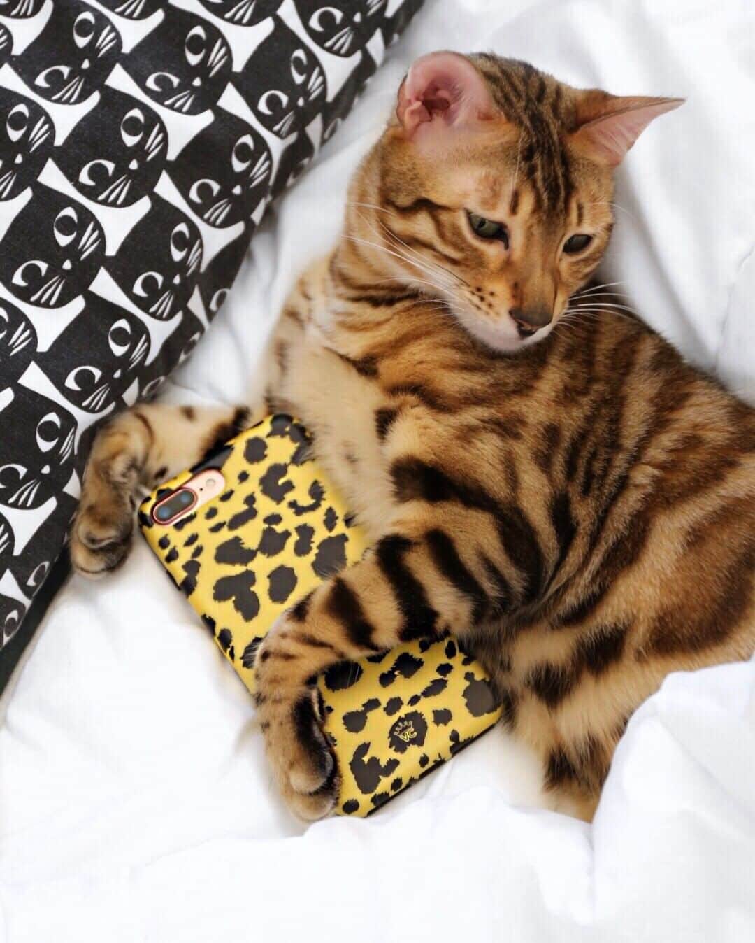 VELVETCAVIARさんのインスタグラム写真 - (VELVETCAVIARInstagram)「Find you someone who holds you like @purpur.kitties holds the Golden Cheetah Case. 🐱🐾 Get yours @velvetcaviar. #velvetcaviar #cheetah #catsofinstagram」7月1日 3時01分 - velvetcaviar