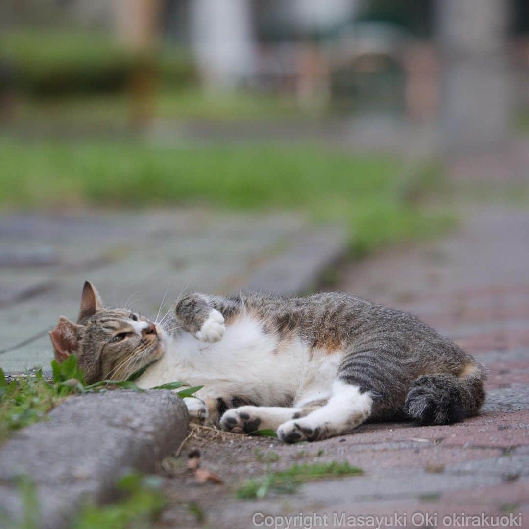 Masayukiさんのインスタグラム写真 - (MasayukiInstagram)「一体化。  #cat #ねこ」6月30日 18時21分 - okirakuoki