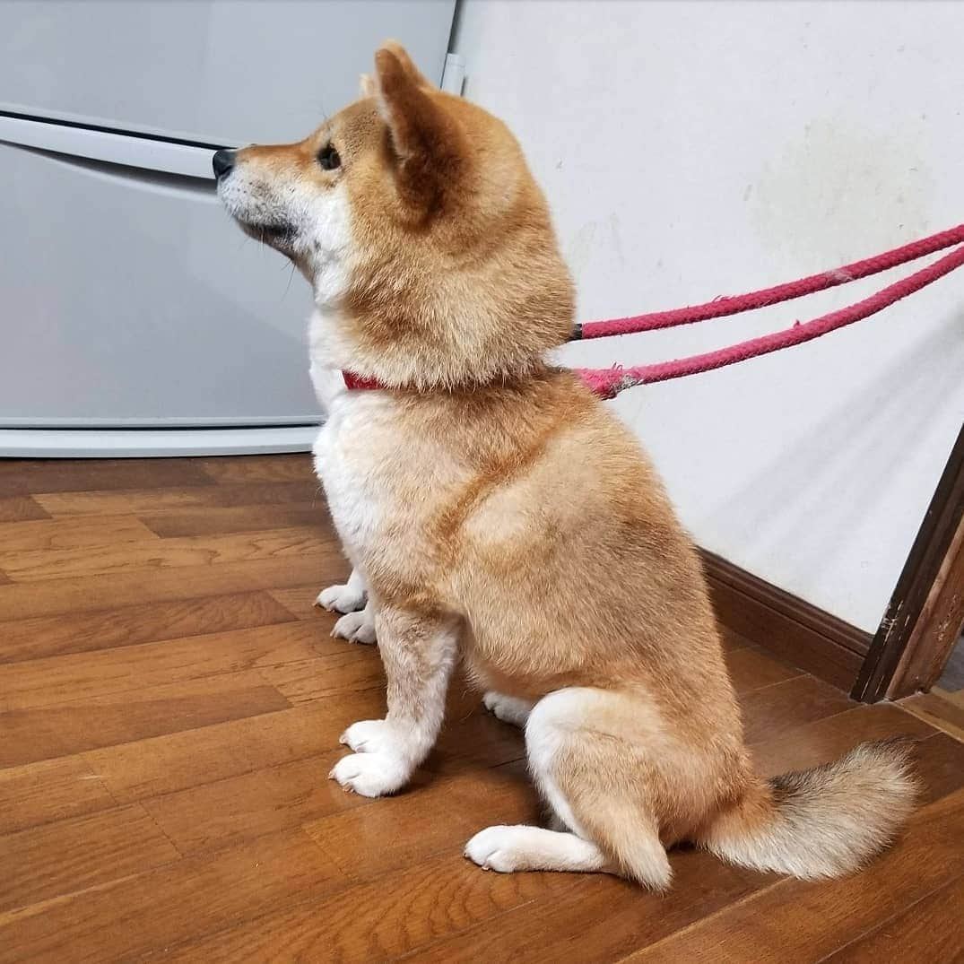 柴犬たま Shibainu Tamaのインスタグラム