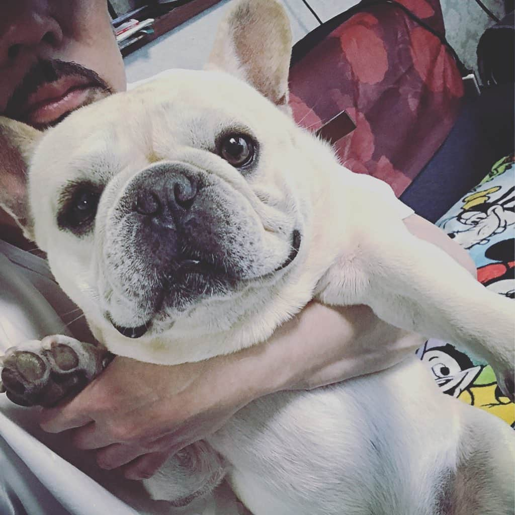 Ham-chanさんのインスタグラム写真 - (Ham-chanInstagram)「#frenchie #frenchbulldog #utakun #フレンチブルドッグ #フレブル #うたくん #実家 うーたん術後順調だね！😊🐶✨ はむちゃんはヒート中なのでお留守番🐶💤」6月30日 18時31分 - hide_ham_tank