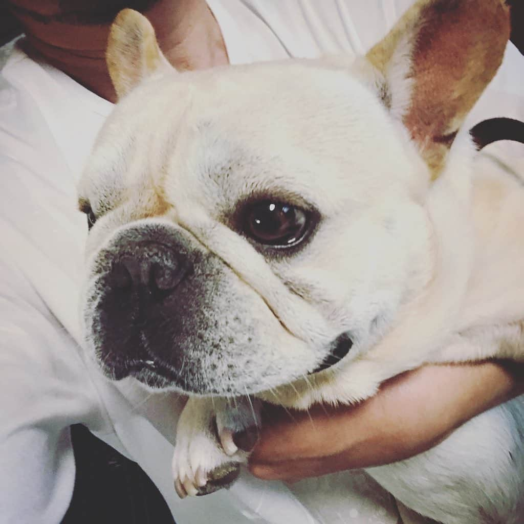 Ham-chanさんのインスタグラム写真 - (Ham-chanInstagram)「#frenchie #frenchbulldog #utakun #フレンチブルドッグ #フレブル #うたくん #実家 うーたん術後順調だね！😊🐶✨ はむちゃんはヒート中なのでお留守番🐶💤」6月30日 18時31分 - hide_ham_tank