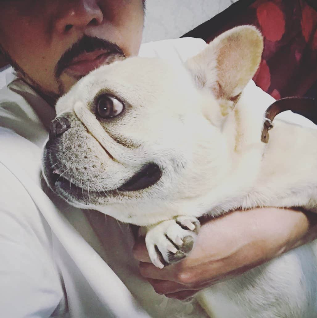 Ham-chanさんのインスタグラム写真 - (Ham-chanInstagram)「#frenchie #frenchbulldog #utakun #フレンチブルドッグ #フレブル #うたくん #実家 うーたん術後順調だね！😊🐶✨ はむちゃんはヒート中なのでお留守番🐶💤」6月30日 18時31分 - hide_ham_tank