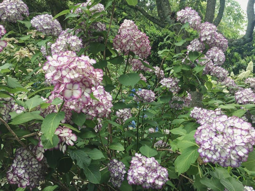 吉良穂乃香さんのインスタグラム写真 - (吉良穂乃香Instagram)「6月のうちに紫陽花の写真載せておこう。 #紫陽花#明月院」6月30日 18時53分 - _honoka_kira