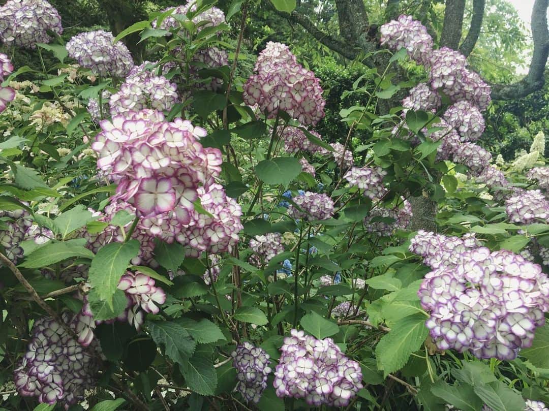 のインスタグラム：「6月のうちに紫陽花の写真載せておこう。 #紫陽花#明月院」