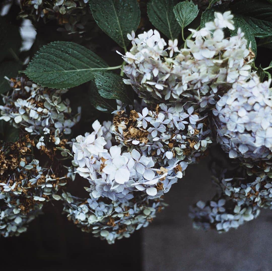 市川渚さんのインスタグラム写真 - (市川渚Instagram)「Hydrangea flowers in full bloom everywhere. ﻿ ﻿ ﻿ カメラ片手にご近所をぷらぷらしつつ、満開のあじさい写真収集📷 雨の日のちいさな楽しみ。映えなところに行かなくても身近なところでも十分四季をあじわえる。 ﻿ ﻿ ﻿ #hydrangea#flowers#fullbloom#あじさい#紫陽花#hydrangeas#hydrangeaseason#a7ii#sonya#voigtlander#noktonclassic35mm」6月30日 18時51分 - nagiko