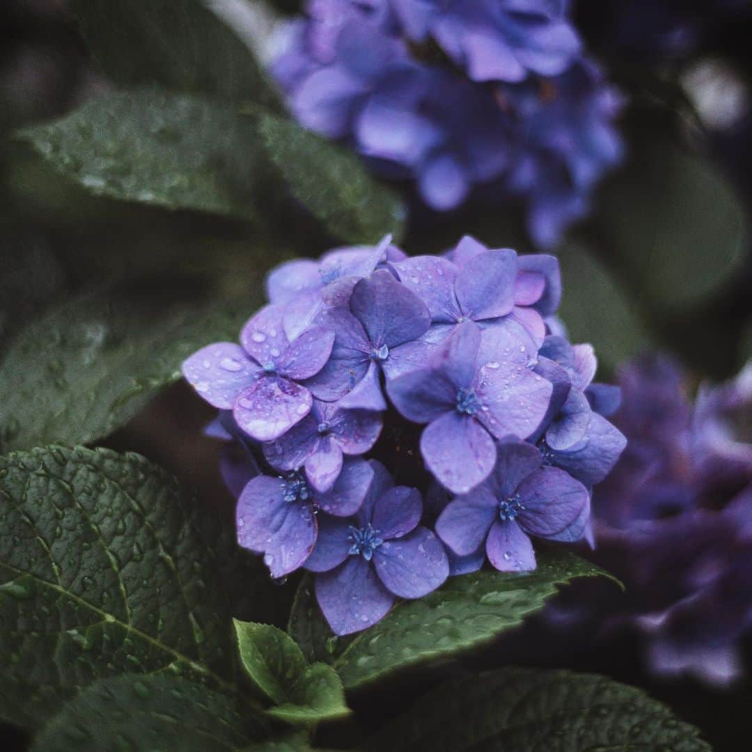 市川渚さんのインスタグラム写真 - (市川渚Instagram)「Hydrangea flowers in full bloom everywhere. ﻿ ﻿ ﻿ カメラ片手にご近所をぷらぷらしつつ、満開のあじさい写真収集📷 雨の日のちいさな楽しみ。映えなところに行かなくても身近なところでも十分四季をあじわえる。 ﻿ ﻿ ﻿ #hydrangea#flowers#fullbloom#あじさい#紫陽花#hydrangeas#hydrangeaseason#a7ii#sonya#voigtlander#noktonclassic35mm」6月30日 18時51分 - nagiko