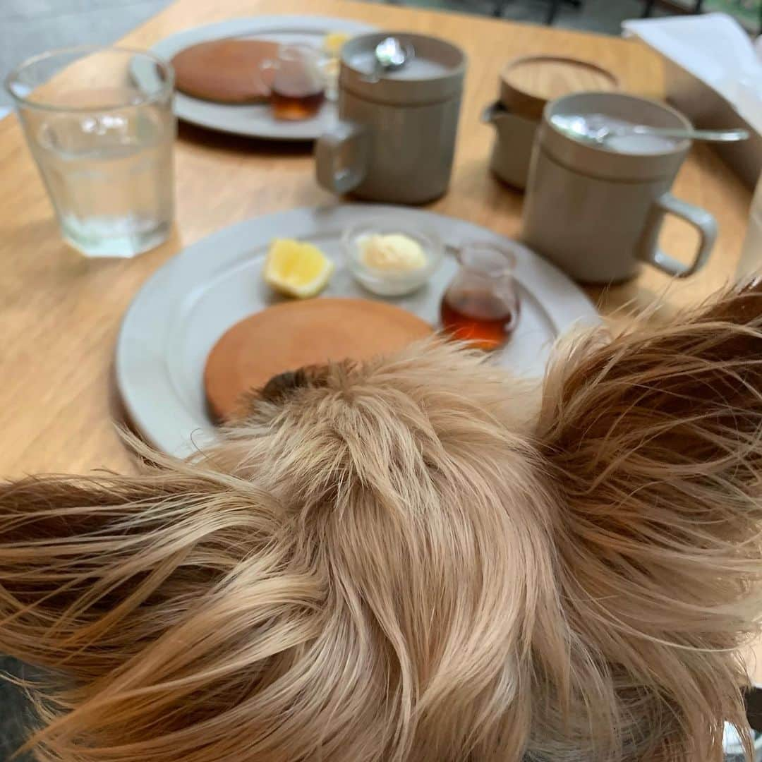 Rubyさんのインスタグラム写真 - (RubyInstagram)「ㅤㅤㅤㅤㅤㅤㅤㅤㅤㅤㅤㅤㅤ 🐶💬 chilling at the cafe on the rainy day ☔️ カフェでお茶してきたよ。 ㅤㅤㅤㅤㅤㅤㅤㅤㅤㅤㅤㅤㅤ ㅤㅤㅤㅤㅤㅤㅤㅤㅤㅤㅤㅤㅤ ちなみにママは今日はカフェのはしご3店舗もしていたよ。 「ママさん、そんなんじゃ太るよ〜😆あたしパンケーキ食べてあげるね」って言ったのに、ママは1人でパクパク食べちゃいました🥞 ㅤㅤㅤㅤㅤㅤㅤㅤㅤㅤㅤㅤㅤ  ① ママのお洋服はビーツ色なんだって。ビーツは着るんじゃなくて食べなきゃね。 ② 🥞 あたしが食べてあげるよ。 ③ ママの親友とママはお揃いがいっぱい。 このカバンはルビーもお揃いだよ。あたしのバッグは真ん中の。ママのお友達のバッグは1番大きいの。ママのは1番小さいサイズ。三姉妹バッグだよ。可愛いでしょ。 ④ ママのカフェ活1: 米粉のマフィンと穀物コーヒー ⑤ ママのカフェ活2: メープルベーコンマフィン。ママはベーコンにはメープルシロップをかけて食べるよ。アメリカンな舌だよね。太るよ、ママさん。 ⑥ パンケーキ美味しそう🥞 ⑦ ⑧ 今日はお揃いアクセってパシャパシャ撮っていたよ。あたしはあくびがでちゃったよ。ママのピアスとネックレスもお揃いだよ。 #yorkie #ヨーキー #yorkshireterrier #ヨークシャテリア #katespade #loveinspades #ケイトスペード #ラブインスペード #六本木ヒルズ #麻布十番 #カフェ活 #朝活」6月30日 19時00分 - ruby_the_yorkie