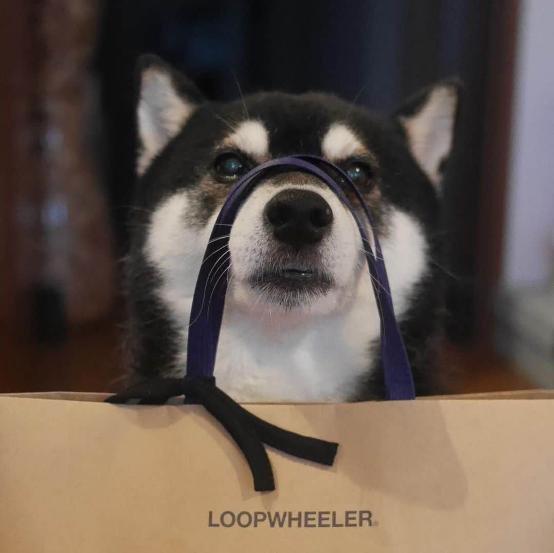 くろさんのインスタグラム写真 - (くろInstagram)「LOOPWHEELERのパーカーお買い上げ🐾 ☞ループウィラーは昔ながらの吊り編み機を使用し上質なスウェットシャツを製作する、世界に誇るジャパニーズブランドです。 #loopwheeler #ループウィラー #LWベーシック #吊り編み #tsuriami #パーカ #パーカー #メイドインジャパン #日本製 #madeinjapan #ループウィラー千駄ヶ谷 #LW09 #丸胴ジップパーカ #ベーシック吊り裏毛 #青タグ #ブルータグ #高級パーカー #黒柴 #モデル犬 #オファーお待ちしております」6月30日 19時04分 - m6bmw