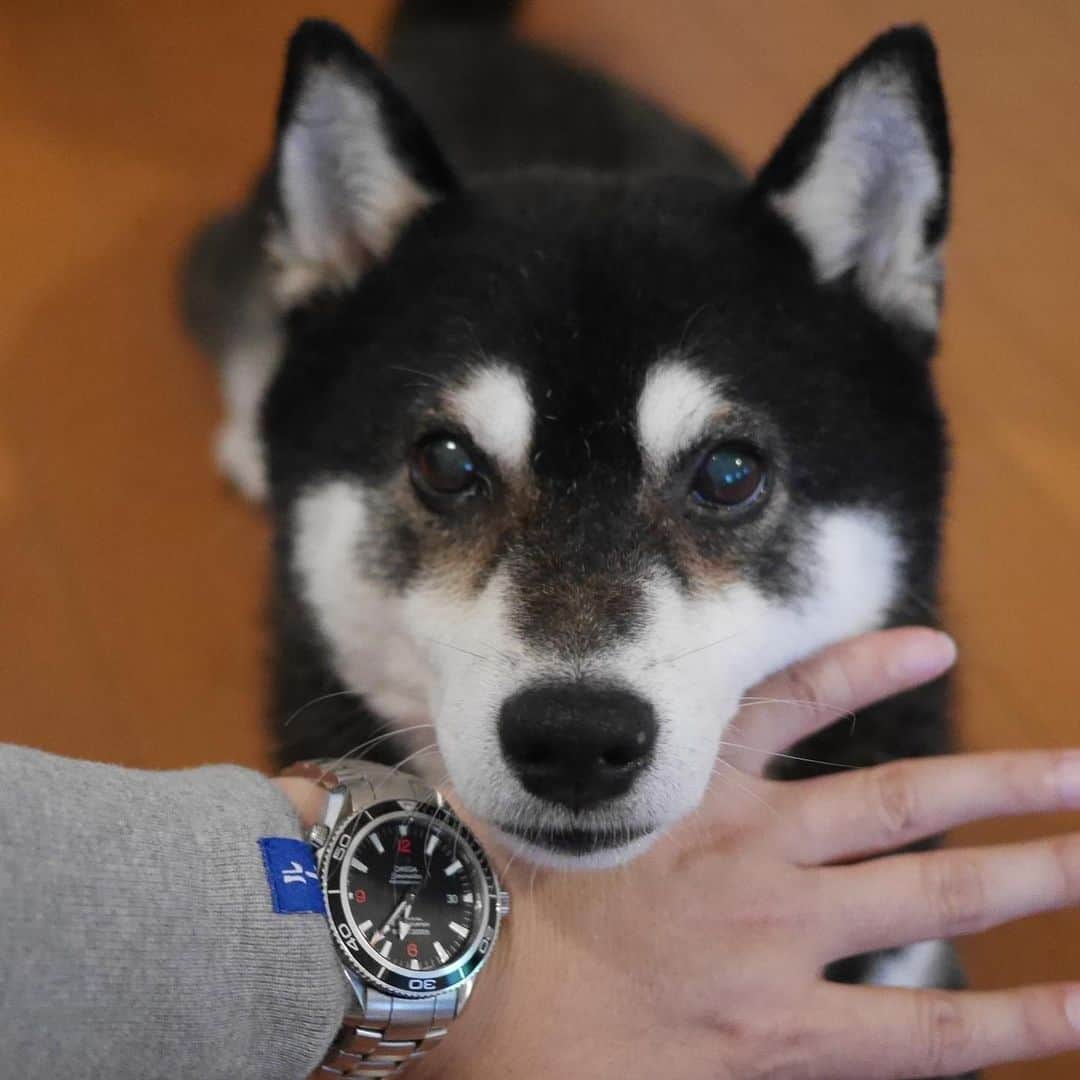 くろさんのインスタグラム写真 - (くろInstagram)「LOOPWHEELERのパーカーお買い上げ🐾 ☞ループウィラーは昔ながらの吊り編み機を使用し上質なスウェットシャツを製作する、世界に誇るジャパニーズブランドです。 #loopwheeler #ループウィラー #LWベーシック #吊り編み #tsuriami #パーカ #パーカー #メイドインジャパン #日本製 #madeinjapan #ループウィラー千駄ヶ谷 #LW09 #丸胴ジップパーカ #ベーシック吊り裏毛 #青タグ #ブルータグ #高級パーカー #黒柴 #モデル犬 #オファーお待ちしております」6月30日 19時04分 - m6bmw