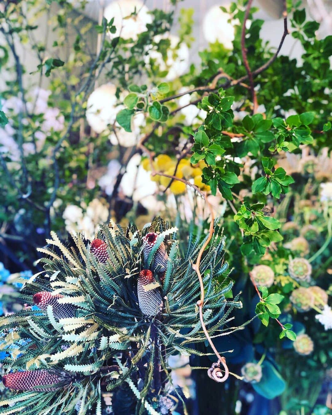 ムクリ［mukuri］さんのインスタグラム写真 - (ムクリ［mukuri］Instagram)「その季節、その瞬間、出会う旬をお持ち帰り〜深緑の枝物を飾る（dotplusflowerさん）〜﻿ ﻿ 枝物はお花と違って長持ちするのが特徴です。一度生ければ鮮やかな深緑が、なんだか活力を与えてくれます。﻿ ﻿ そして、もう一つ異なるのは、﻿ 山から切って市場に出回るため、季節を感じやすい点もあるかと思います。ドウダンツツジやアセビ、そして南天、などなど。まさにその時々の旬なモノです。﻿ ﻿ 食べ物にしても、イベントにしても旬なものを感じるってなんだかいいですよね。﻿ ﻿ おうちの中で、その旬を感じる暮らしを想像してほしいです。玄関や水回り、キッチンやダイニングでもいいと思います。﻿ ﻿ 帰宅時に疲れていて、例え部屋が散らかっていても、旬なモノがあれば不思議と癒しの空間に変わったりします。﻿ ﻿ 特にこれからおうちを建てられる方は、ぜひ旬なモノを飾るスペースを意識してみてほしいです。収納やインテリアを考えるように。﻿ ﻿ ﻿ @dotplusflower さん﻿ ありがとうございました。﻿ ﻿ ﻿ ▶記事詳細はプロフィールのURLよりご覧ください﻿ プロフィールはこちらから﻿ ＠mukuri_official ・﻿ ﻿ ﻿ #枝物 #植物 #ドウダンツツジ #植物のある暮らし #緑のある暮らし #花のある暮らし #花のある生活 #賃貸インテリア #マンションインテリア #インテリア #interior #シンプルインテリア #マイホーム #リビング #ダイニング #おうち #おうち時間 #マンション暮らし #賃貸暮らし #シンプルライフ #シンプルな暮らし #豊かな暮らし #丁寧な暮らし #ていねいな暮らし #暮らし #くらしの編集 #暮らしを楽しむ #丁寧な暮らし #暮らしを整える  #ムクリ﻿」6月30日 19時07分 - mukuri_official