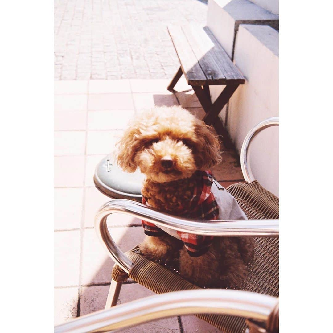 塩野瑛久さんのインスタグラム写真 - (塩野瑛久Instagram)「. 🐶  #dog #dogstagram  #toypoodle」6月30日 19時15分 - akihisa_shiono_official