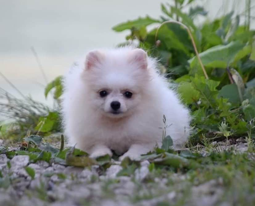 Puppy For Sale.さんのインスタグラム写真 - (Puppy For Sale.Instagram)「Мальчик померанского шпица Возраст 5 месяцев  Без недостатков Мальчик предлагается для выставок и разведения,  а также, будет прекрасным другом и компаньоном в вашей семье ❤️ Подробнуюи информация о щенке отправлю в личном сообщении 📲 #померанскийшпиц #pomeranian #pomeranians #puppies #pom #pompom #spitz #шпиц #шпицы #померанец #пом  @artsimpatiya」6月30日 19時27分 - artsimpatiya