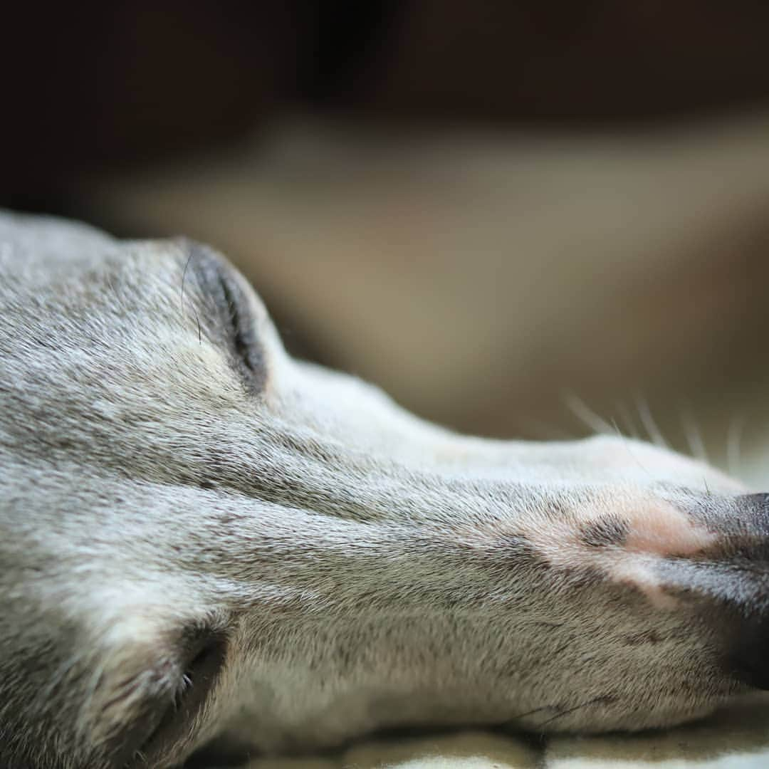 モラキジドッグさんのインスタグラム写真 - (モラキジドッグInstagram)「眠いのねー💤  #イタグレ」6月30日 19時22分 - morakijidog