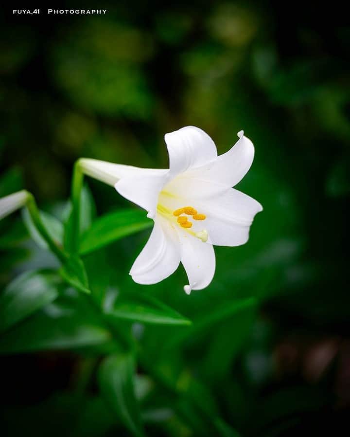 花の写真館のインスタグラム：「Photo by @fuya_41.⠀ https://instagram.com/fuya_41/⠀ .⠀ Original Post[投稿頂いたURL]⠀ https://www.instagram.com/p/ByJgjIxgSOZ/⠀ .⠀ 本アカウントは、 #私の花の写真 をつけてInstagramに投稿された皆さまの花の写真や、「花の写真館」Facebookページで投稿された花の写真を紹介します。⠀ 「花の写真館」Facebookページは、「 @floral.photograph 」のプロフィールにあるURLからご覧ください。⠀ .⠀ #花の写真館 #floralphotograph #floralphoto #flower #flowers #富士フイルム #FUJIFILM⠀ Follow: @floral.photograph」
